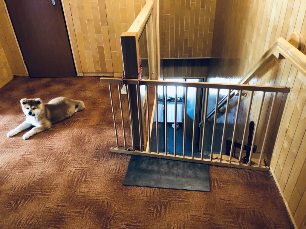 Učíme štěně chodit po schodech