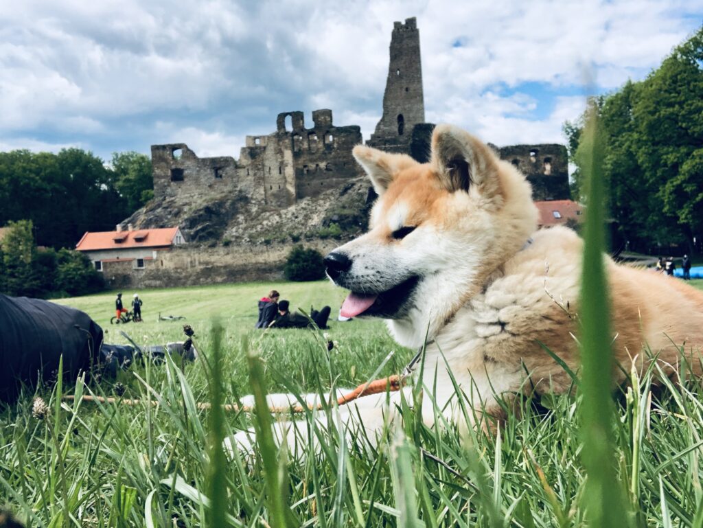 Výlet se psem na hrad Okoř